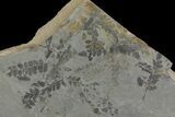 Pennsylvanian Fossil Fern (Neuropteris) Plate - Kentucky #142439-2
